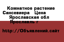 Комнатное растение Сансевиера › Цена ­ 500 - Ярославская обл., Ярославль г.  »    